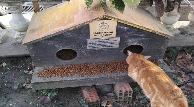 Sokaklara Mama ve Su Bırakıldı