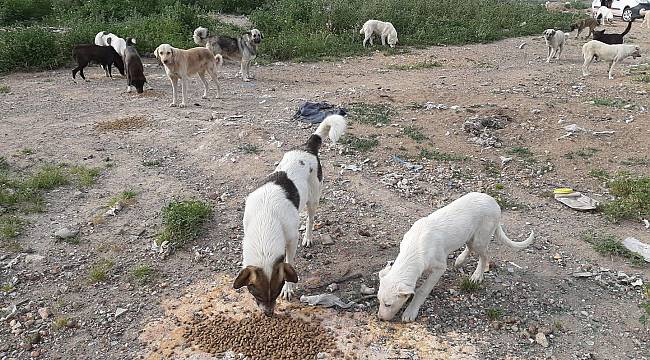 Ayvalık'ta Sokak Hayvanları İçin 3 Ton Mama Bırakıldı