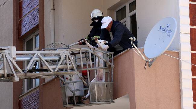 Balkonda Unutulan Köpeği İtfaiye Kurtardı