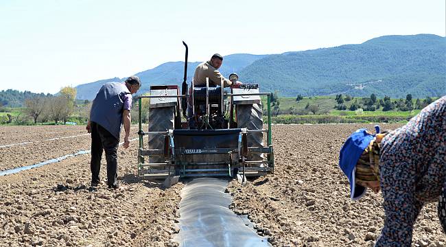 Bilecikli Çiftçilerin Karpuz Fidesi Mesaisi