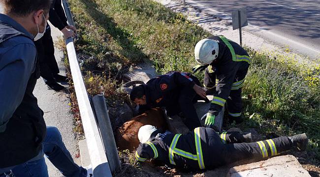 Çukura Düşen İnek Kepçe Yardımıyla Kurtarıldı