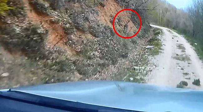 İnsanlar Evlerine Çekildi Doğa Kendine Geldi