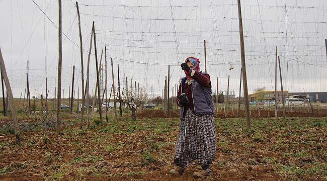 Şerbetçi Otu Üreticisi İplikleme Mesaisinde