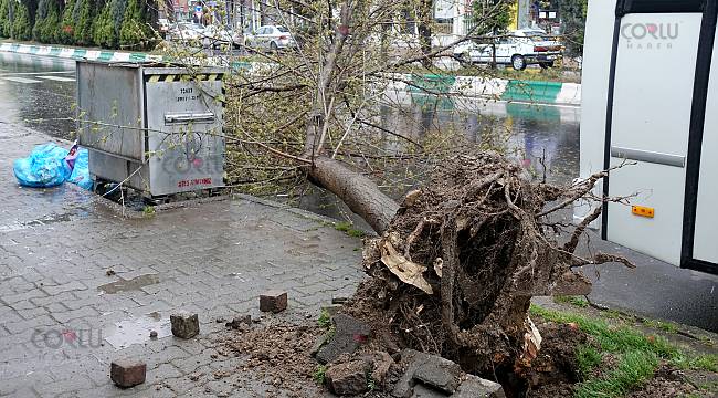 Şiddetli Rüzgar Ağaçları Devrildi, Çatıları Uçurdu