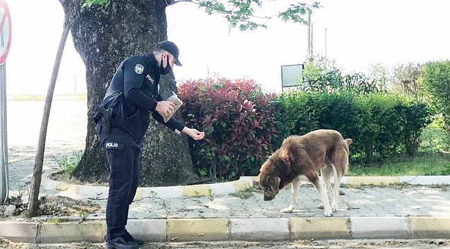 Sokağa Çıkma Yasağında Sokak Hayvanlarını Polisler Besledi