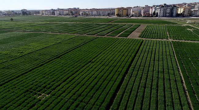 Trakya'daki Yağışlar Üreticinin Umutlarını Yeşertti