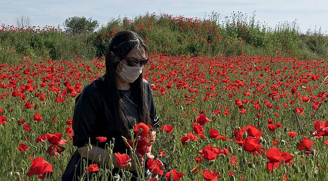 Baharın Müjdecisi Gelincikler Fotoğraf Tutkunlarının Uğrak Yeri Oldu