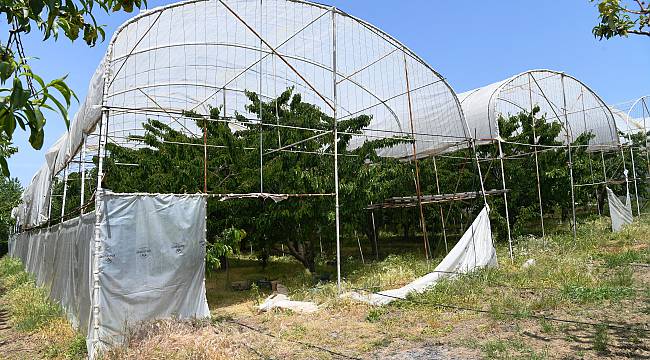 Kirazı Serada Yetiştirerek Hem Ağacı Hem Meyvesini Koruyor