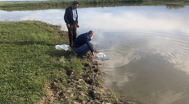 Tekirdağ'da Su Kaynaklarına 95 Bin Sazan Yavrusu Bırakıldı