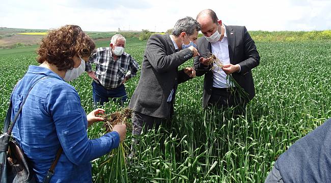 Tekirdağ'da "Süneyle Mücadele Çalışması" Başlatıldı