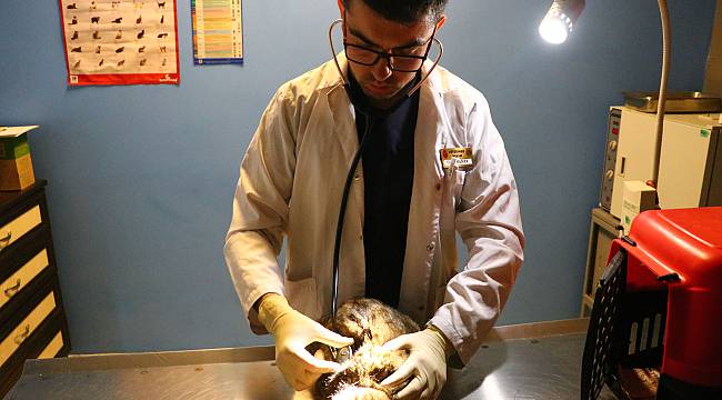 Bedensel Engelli Genç Veteriner, Hayallerine Devlet Desteğiyle Kavuştu