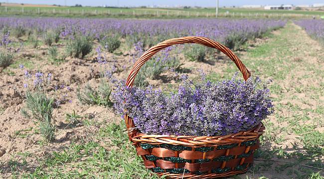 Ergene Belediyesi Lavanta Bahçesinden İlk Hasat Toplandı