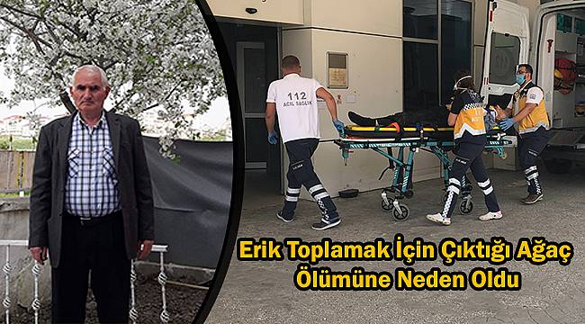 Erik Toplamak İçin Çıktığı Ağaç Ölümüne Neden Oldu