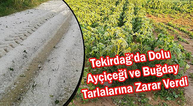 Dolu Ekili Alanlara Zarar Verdi