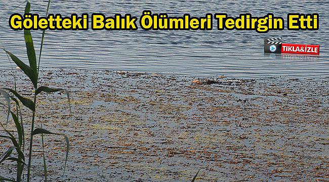 Göletteki Balık Ölümleri Vatandaşları Tedirgin Etti