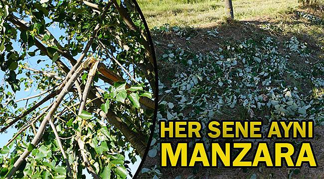 Ihlamur Toplarken Ağaçlara Zarar Verdiler