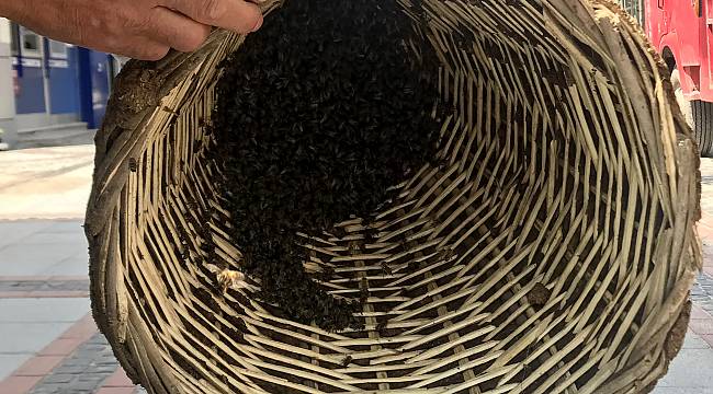 Kovandan Kaçan Binlerce Arı Vatandaşları Endişelendirdi