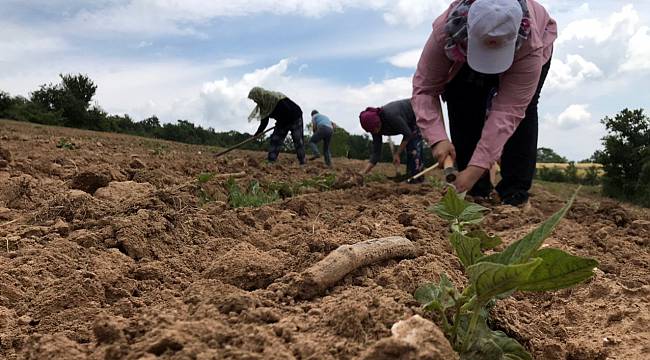 Lezzetini Istranca Dağları'ndan Alan Fasulye Bin Bir Emekle Yetiştiriliyor