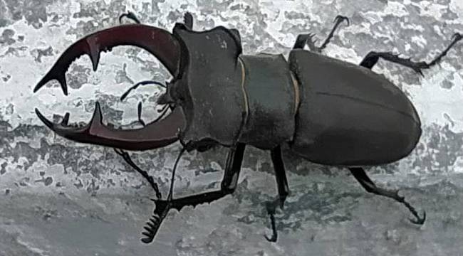 Nadir Görülen "Geyik Böceği" Kırklareli'nde Görüntülendi