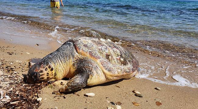 Ölü Caretta Caretta Sahile Vurdu