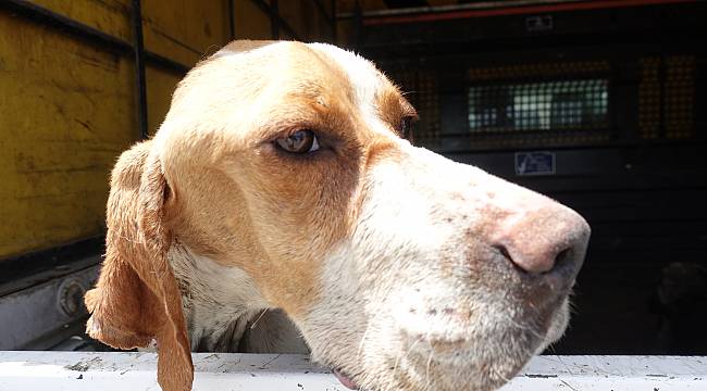 Ormanlık Alanda Telef Olmuş 12 Sokak Köpeği Bulundu