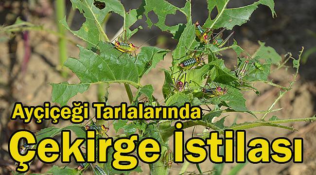 Tekirdağ'da Ayçiçeği Tarlalarında Çekirge İstilası