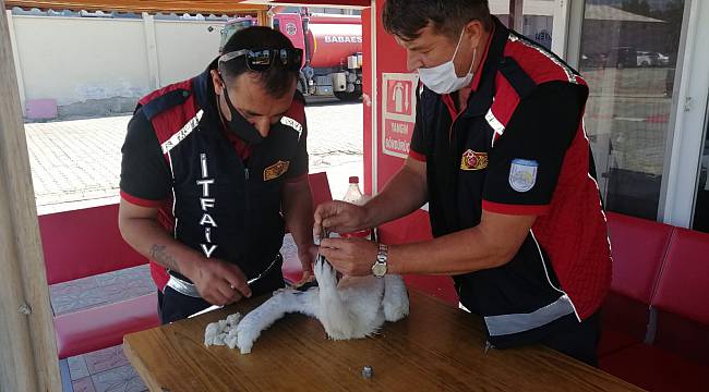 Yuvadan Düşen Leylek Yavrusuna İtfaiye Sahip Çıktı