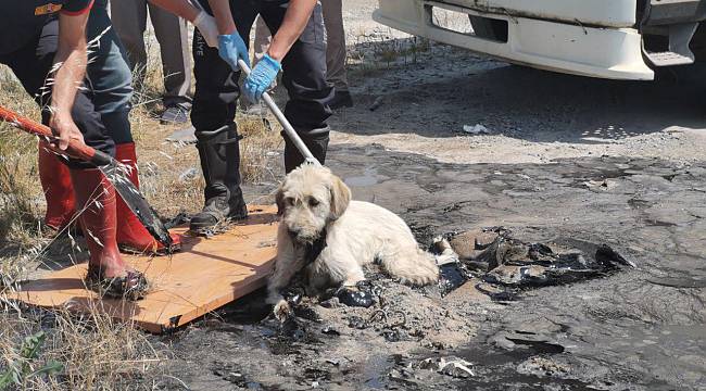 Zifte Yapışan Köpek Kurtarıldı