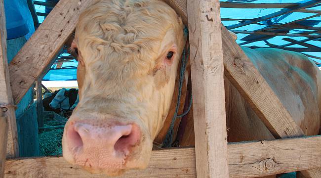 1 Ton 50 Kilogramlık "Paşa" 28 Bin Liradan Alıcısını Bekliyor