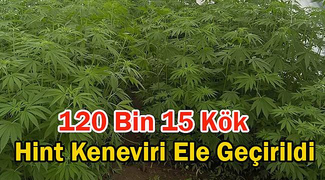 120 Bin 15 Kök Hint Keneviri Ele Geçirildi