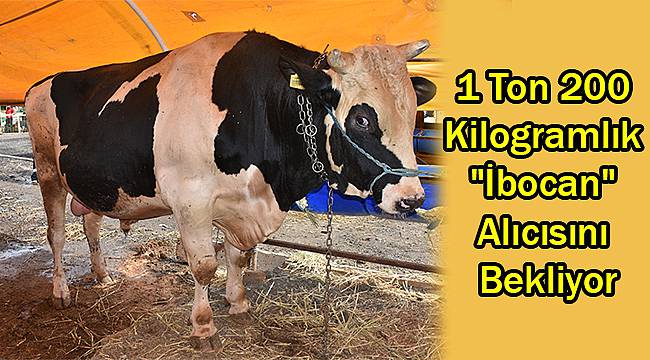 Çorlu'da 1 Ton 200 Kilogramlık "İbocan" Alıcısını Bekliyor