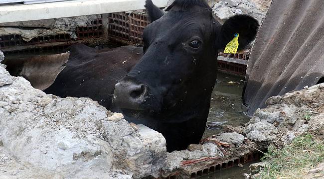 Kanalizasyon Çukuruna Düşen İnek Kurtarıldı