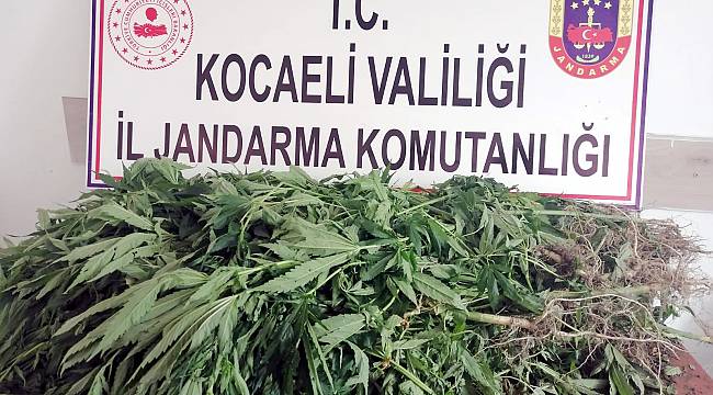 Karamürsel'de Drone Destekli Uyuşturucu Operasyonu