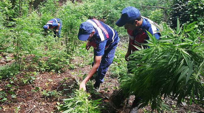 101 Bin 250 Kök Hint Keneviri İmha Edildi