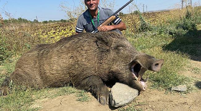 280 Kiloluk Yaban Domuzu Avlandı