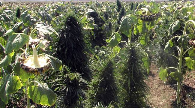 Ayçiçeği Ekili Tarlalarda 250 Bin Kök Hint Keneviri Ele Geçirildi