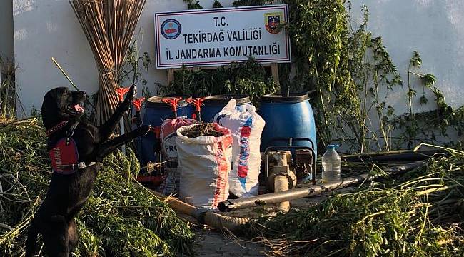 Çorlu'da 12 Kilogram Esrar ile Binlerce Kök Hint Keneviri Ele Geçirildi