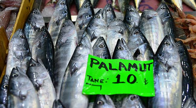 "Denizin Kırmızı Etli Balığı" Palamut 10 Liradan Tezgahlarda