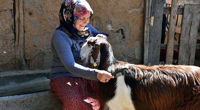 Kuaförlüğü Bırakan Kadın, Mutluluğu Keçi Yetiştiriciliğinde Buldu