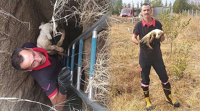 Çukura Düşen Yavru Köpeği İtfaiye Kurtardı