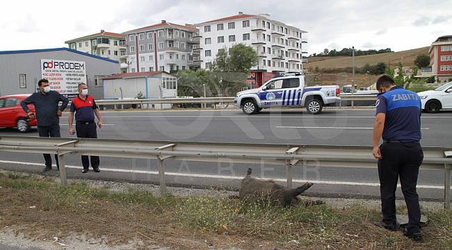 Domuz Sürüsü İlçe Merkezine İndi
