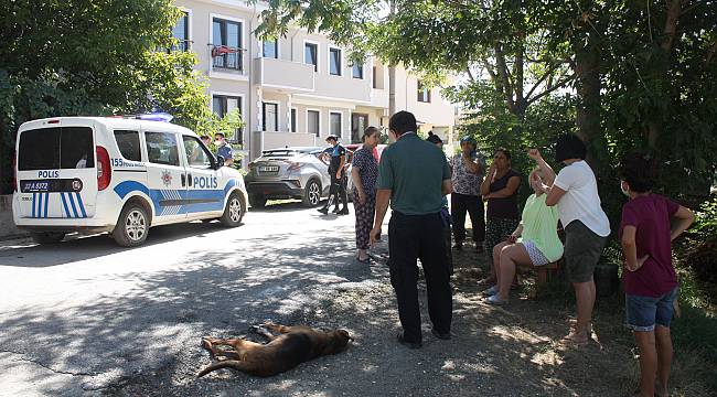Keşan'da Zehirlendiği İddia Edilen 5 Köpekten 1'i Telef Oldu