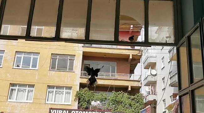 Kuşlar İçin İş Yerinin Camını Kırdı