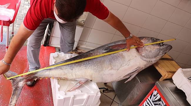 Lüleburgaz'da 100 Kilogramlık Orkinos Vatandaşların İlgi Odağı Oldu