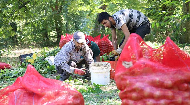 Sapanca Cevizinde Hasat Başladı