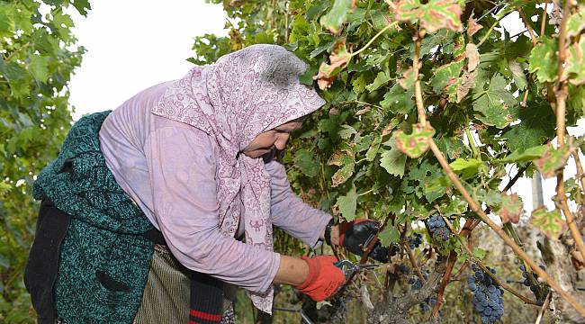 Istranca Dağları'nın Eteklerinde Kadınların Bağ Bozumu Telaşı Sürüyor