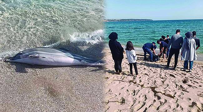 Kırklareli'nde Ölü Yunus Karaya Vurdu
