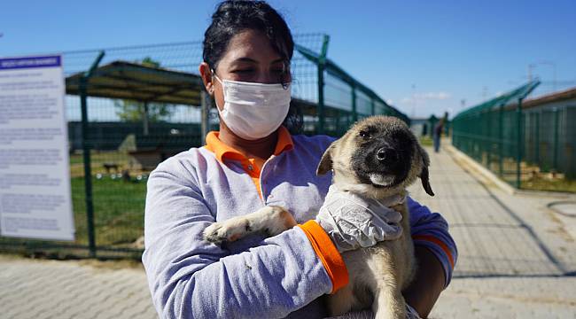 Kırklareli'nde Yolda Zifte Bulanan Köpek "Şanslı" Sağlığına Kavuştu
