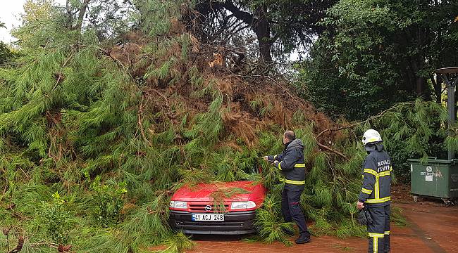 Kocaeli'de Üzerine Ağaç Devrilen Otomobilde Hasar Oluştu
