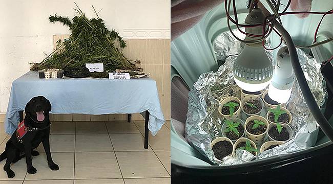 Kurduğu Düzenekle Evinde Hint Keneviri Yetiştiren Kişi Gözaltına Alındı